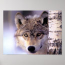 Suche nach bedrohte tiere poster Wolf
