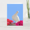 Suche nach weiße tauben karten Friedlich