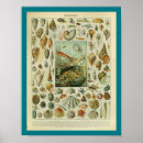 Suche nach vintage muschel poster Meer