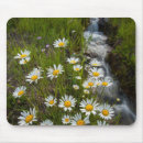 Suche nach margeriten mousepads Flora