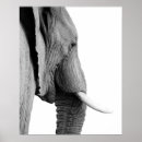 Suche nach weißer elefant poster Afrikanisch