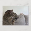 Suche nach babykatze postkarten Haustier
