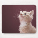 Suche nach bärte mousepads Babytiere
