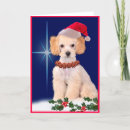 Suche nach pudel karten Für alle