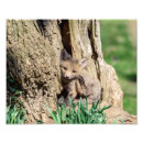 Suche nach roter fuchs poster Natur