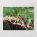 Suche nach gottesanbeterin postkarten Blume