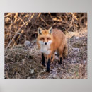 Suche nach red fox poster Natur