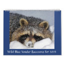 Suche nach raccoon kalender Wild lebende tiere