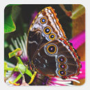 Suche nach morpho aufkleber Tropisch