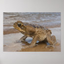 Suche nach kröten poster Reptil