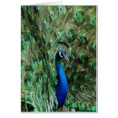 Suche nach pfau schwanz postkarten Jede person