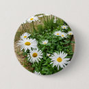 Suche nach vulgär Marguerit