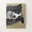 Suche nach collies puzzle Fotografie