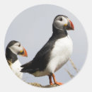 Suche nach puffins aufkleber Niedlich