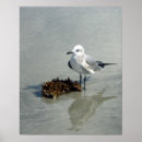 Suche nach küstenvögel poster Florida