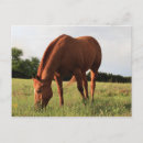 Suche nach kastanien postkarten Weide