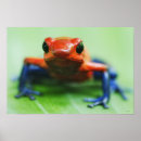 Suche nach blauer frosch poster Reptilien
