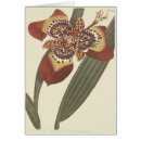 Suche nach roter tiger postkarten Vintag