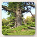 Suche nach zeder untersetzer Baum