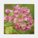 Suche nach hydrangea magnete Rosa