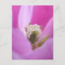 Suche nach keukenhof gärten postkarten Frühling