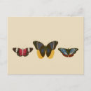 Suche nach vintage insekten postkarten Tier