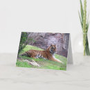 Suche nach tiger karten Foto