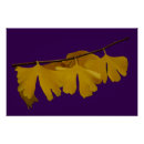 Suche nach ginkgo poster Baum