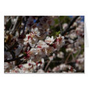 Suche nach kirschblutenbaum postkarten Blume