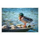 Suche nach männliche ente poster Stockente