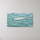 Suche nach siegel leinwandbilder Niedliche tiere