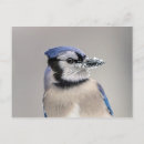 Suche nach schnabel postkarten Schnee