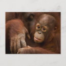Suche nach orang utan baby postkarten Wildtiere