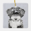 Suche nach tibetanischer terrier Tibetaner