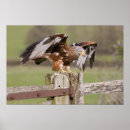 Suche nach kite poster Vogel