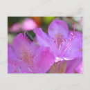 Suche nach azaleen postkarten Für alle