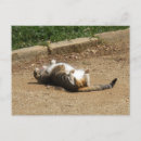 Suche nach maul postkarten Jede person