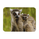 Suche nach lemur magnet magnete Afrika
