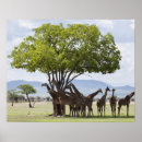Suche nach zoo animal poster Giraffe