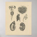Suche nach gland poster Anatomy