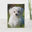 Suche nach malz karten Welpe