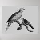 Suche nach wilde vögel poster Natur