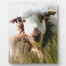 Suche nach schafe fotoplatten Niedlich