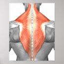 Suche nach human anatomy poster Biomedical illustrations