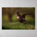 Suche nach merlin poster Raubvogel