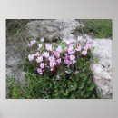 Suche nach wilde blumen poster Naturfotografie