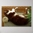 Suche nach zen katze poster Buddha