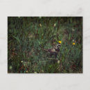 Suche nach larks postkarten Vogelvogel