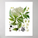 Suche nach blumenillustrationen poster Naturkunst