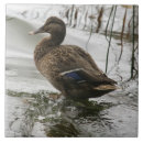 Suche nach ente fliesen Vogelvogel